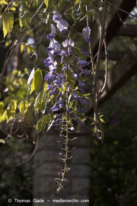 Chinesische Wisteria (Wisteria sinensis) auch Chinesischer Blauregen
14. 5. 2006. Berlin. Rehberge. Flora. Pflanzen. Kletterstrauch. Chinesische Wisteria (Wisteria sinensis), auch Chinesischer Blauregen
Schlüsselwörter: 2006;Berlin;Blume;Blumen;Blüte;China-Glysine;Chinesische Wisterie;Flora;Frühling;Kletterstrauch;Klettersträuche;Natur;Pflanzen;plants;Scmetterlingsblütengewächse.;Wisteria sinensis;Wisterie