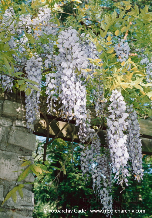 Chinesischer Blauregen.  Glyzine (Wisteria sinensis)
Juli 2002.  Berlin. Flora. Pflanze. Strauch. Liane. Schmetterlingsblütengewächse. Chinesischer Blauregen.  Glyzine (Wisteria sinensis)
Schlüsselwörter: 2002;Berlin;Blume;Blumen;Blüter;Chinesischer Blauregen;Flora;GiftPflanzen;Glyzine;Kleter;Kleterpflanze;Liane;Natur;Pflanze;Pflanzen;plants;Schlingstrauch;SchmetterlingsBlütegewächse;Strauch;Sträuche;Wisteria sinensis