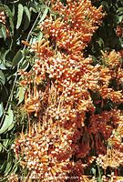 Dateiname=Flora-KP-Feuerranke-200202-82.jpg
Dateigröße=360KB
Abmessungen: 487x720
hinzugefügt am: 02. April 2014 Flora-KP-Feuerranke-200202-82.jpg