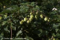 Dateiname=Flora-KP-Hopfen-20050904-37.jpg
Dateigröße=153KB
Abmessungen: 720x480
hinzugefügt am: 02. April 2014 Flora-KP-Hopfen-20050904-37.jpg