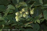 Dateiname=Flora-KP-Hopfen-20050904-38.jpg
Dateigröße=161KB
Abmessungen: 720x480
hinzugefügt am: 02. April 2014 Flora-KP-Hopfen-20050904-38.jpg