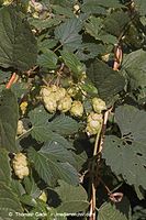 Dateiname=Flora-KP-Hopfen-20051006-01.jpg
Dateigröße=231KB
Abmessungen: 480x720
hinzugefügt am: 02. April 2014 Flora-KP-Hopfen-20051006-01.jpg