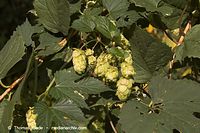 Dateiname=Flora-KP-Hopfen-20051006-03.jpg
Dateigröße=208KB
Abmessungen: 720x480
hinzugefügt am: 02. April 2014 Flora-KP-Hopfen-20051006-03.jpg