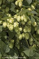 Dateiname=Flora-KP-Hopfen-20060916-13.jpg
Dateigröße=210KB
Abmessungen: 480x720
hinzugefügt am: 02. April 2014 Flora-KP-Hopfen-20060916-13.jpg