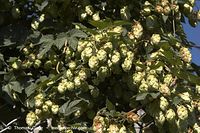 Dateiname=Flora-KP-Hopfen-20060916-29.jpg
Dateigröße=233KB
Abmessungen: 720x480
hinzugefügt am: 02. April 2014 Flora-KP-Hopfen-20060916-29.jpg