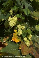 Dateiname=Flora-KP-Hopfen-20071003-10.jpg
Dateigröße=207KB
Abmessungen: 484x720
hinzugefügt am: 02. April 2014 Flora-KP-Hopfen-20071003-10.jpg