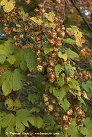 Dateiname=Flora-KP-Hopfen-20071028-031.jpg
Dateigröße=234KB
Abmessungen: 484x720
hinzugefügt am: 02. April 2014 Flora-KP-Hopfen-20071028-031.jpg