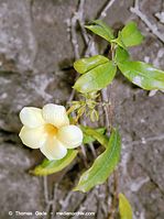 Dateiname=Flora-KP-Kranzschlinge-20011100-10.jpg
Dateigröße=186KB
Abmessungen: 539x720
hinzugefügt am: 02. April 2014 Flora-KP-Kranzschlinge-20011100-10.jpg