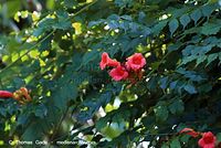 Dateiname=Flora-KP-Trompetenblume-20070708-16.jpg
Dateigröße=199KB
Abmessungen: 720x483
hinzugefügt am: 02. April 2014 Flora-KP-Trompetenblume-20070708-16.jpg