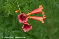 Dateiname=Flora-KP-Trompetenblume-20120729-77.jpg
Dateigröße=139KB
Abmessungen: 720x478
hinzugefügt am: 02. April 2014 Flora-KP-Trompetenblume-20120729-77.jpg