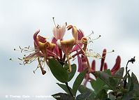 Dateiname=Flora-KP-Waldgeissblatt-20090628-23.jpg
Dateigröße=145KB
Abmessungen: 720x516
hinzugefügt am: 02. April 2014 Flora-KP-Waldgeissblatt-20090628-23.jpg