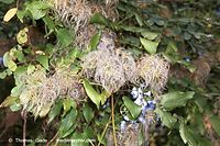 Flora-KP-Waldrebe-20011000-26.jpg