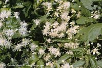 Flora-KP-Waldrebe-2002072700-33.jpg