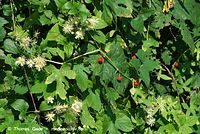 Flora-KP-Waldrebe-20070715-31.jpg