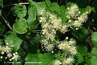 Flora-KP-Waldrebe-20070715-32.jpg