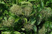 Flora-KP-Waldrebe-20070721-23.jpg