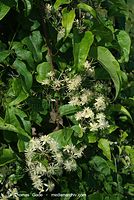 Flora-KP-Waldrebe-20070721-24.jpg