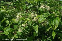 Flora-KP-Waldrebe-20070721-25.jpg
