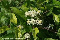 Flora-KP-Waldrebe-20070721-26.jpg