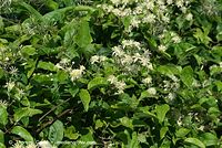 Flora-KP-Waldrebe-20070721-27.jpg