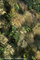 Flora-KP-Waldrebe-20070916-127.jpg