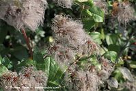 Flora-KP-Waldrebe-20101003-30.jpg