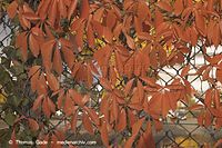Flora-KP-Wilder-Wein-20061021-61.jpg