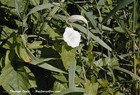 Flora-KP-Zaunwinde-2002072700-71.jpg