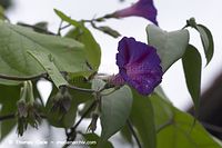 Dateiname=Flora-KP-Zaunwinde-20100918-KP-Zaunwinde-27.jpg
Dateigröße=120KB
Abmessungen: 720x480
hinzugefügt am: 02. April 2014 Flora-KP-Zaunwinde-20100918-KP-Zaunwinde-27.jpg