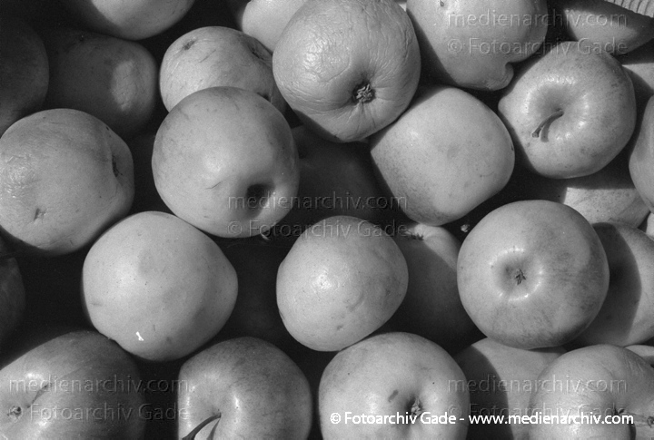 Apfel. Malus spec.
Apfel (Malus spec. ).  Rosengewächse (Rosaceae).
Schlüsselwörter: Flora;Natur;Obst;Pflanzen;plants