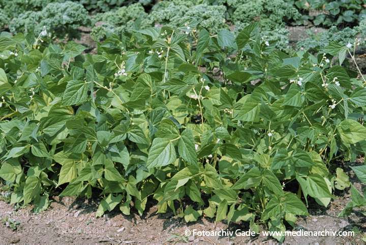 Gewöhnliche Buschbohne. Phaseolus vulgaris
24. 8. 2002.  Mecklenburg-Vorpommern. Carwitz. Flora. Pflanzen. Gemüse. Schmetterlingsblütengewächse. Gewöhnliche Buschbohne  (Phaseolus vulgaris).   Schmetterlingsblütler (Fabaceae)
Schlüsselwörter: 2002;Ackerbau;Bohne;Buschbohne;Deutschland;Flora;Gemüse;Landwirtschaft;Mecklenburg-Vorpommern;Natur;Pflanzen;plants