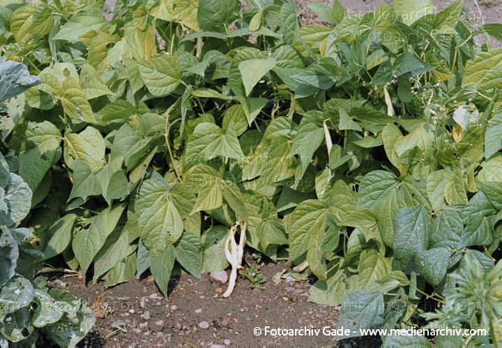 Garten-Bohne. Phaseolus vulgaris
24. August 2002.  Mecklenburg-Vorpommern. Carwitz. Flora. Pflanzen. Gemüse. Garten-Bohne (Phaseolus vulgaris).   Schmetterlingsblütler (Fabaceae).
Schlüsselwörter: 2002;Deutschland;Flora;Gemüse;Mecklenburg-Vorpommern;Nahrungsmittel;Natur;Pflanze;Pflanzen;plants