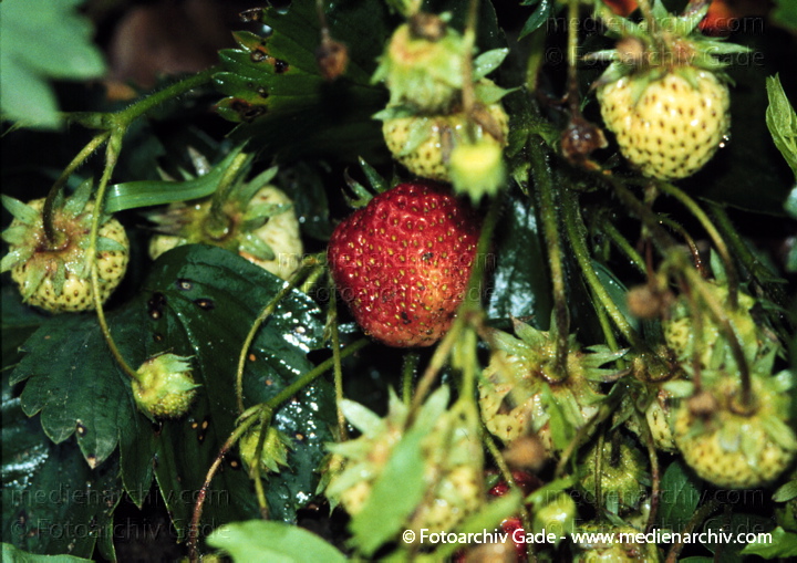 Erdbeeren (Fragaria)
Juni 1999.  Mecklenburg-Vorpommern. Carwitz. Flora. Pflanzen. Strauch. Sträucher. Erdbeere (Fragaria spec.).   Rosengewächse (Rosaceae).
Schlüsselwörter: 1999;Deutschland;Erdbeere;Erdbeeren;Flora;Fragaria;Fragaria vesca;Mecklenburg-Vorpommern;Natur;Obst;Pflanzen;plants