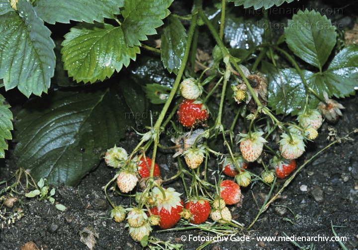 Erdbeeren (Fragaria)
24. August 2002.  Mecklenburg-Vorpommern. Carwitz. Flora. Pflanzen. Erdbeere (Fragaria spec.).   Rosengewächse (Rosaceae).
Schlüsselwörter: 2002;Deutschland;Erdbeeren;Flora;Fragaria;Natur;Obst;Pflanze;Pflanzen;plants