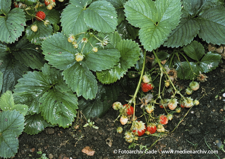 Erdbeeren (Fragaria)
24. August 2002.  Mecklenburg-Vorpommern. Carwitz. Flora. Pflanzen. Erdbeere (Fragaria spec.).   Rosengewächse (Rosaceae).
Schlüsselwörter: 2002;Deutschland;Erdbeeren;Flora;Fragaria;Natur;Obst;Pflanze;Pflanzen;plants