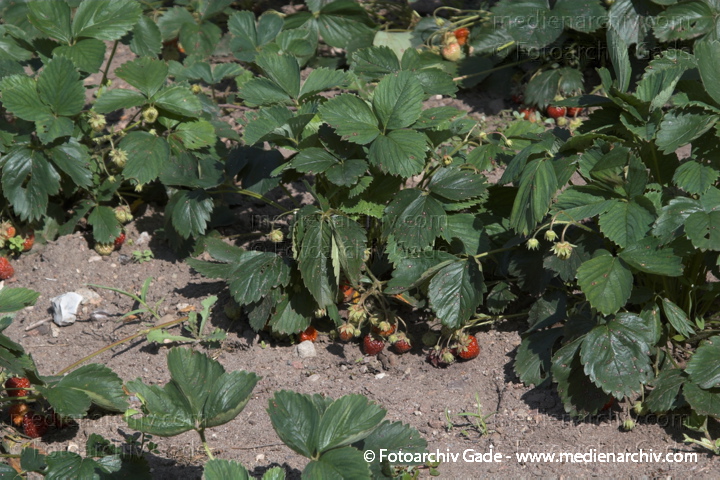 Erdbeeren (Fragaria)
23. 6. 2006. Mecklenburg-Vorpommern. Carwitz. Flora. Pflanzen. Obst. Rosengewächse
Garten-Erbeere   (Fragaria xananassa)
Schlüsselwörter: 2006;Carwitz;Erdbeeren;Feldberger Seengebiet;Flora;Fragaria;Fragaria xananassa;Garten Erdberen;Mecklenburg-Vorpommern;Natur;Obst;Pflanze;Pflanzen;plants;Rosengewächse;Rosidae