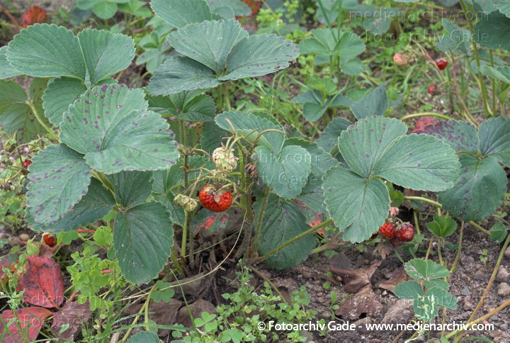 Erdbeeren (Fragaria)
22. 6. 2007. Mecklenburg-Vorpommern. Carwitz. Flora. Pflanzen.  Erdbeeren. Frucht. Früchte. Erdbeere (Fragaria spec.).   Rosengewächse (Rosaceae).
Schlüsselwörter: 2007;Blüte;Carwitz;Erdbeeren;Flora;Fragaria;Mecklenburg-Vorpommern;Natur;Obst;Pflanzen;plants