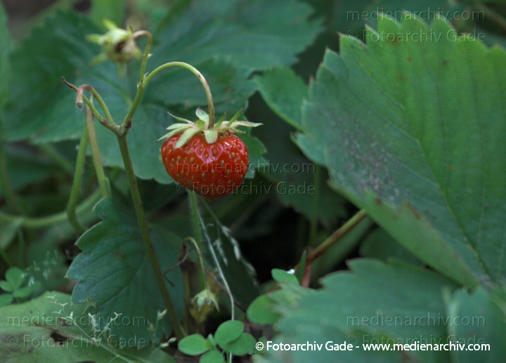 Erdbeeren (Fragaria)
Juli. 2010. Mecklenburg-Vorpommern. Carwitz. Flora. Pflanzen. Garten. Erdbeeren. Früchte. Frucht
Schlüsselwörter: 2010;Carwitz;Erdbeeren;Feldberger Seenlandschaft;Flora;Fragaria;Frucht;Früchte;Mecklenburg-Vorpommern;Natur;Obst;Pflanzen;plants