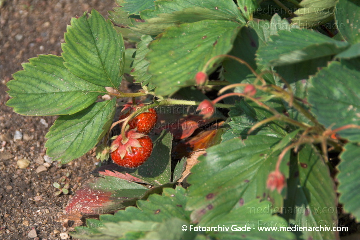 Erdbeeren (Fragaria)
Juli. 2010. Mecklenburg-Vorpommern. Carwitz. Flora. Pflanzen. Garten. Erdbeeren. Früchte. Frucht
Schlüsselwörter: 2010;Carwitz;Erdbeeren;Feldberger Seenlandschaft;Flora;Fragaria;Frucht;Früchte;Mecklenburg-Vorpommern;Natur;Obst;Pflanzen;plants