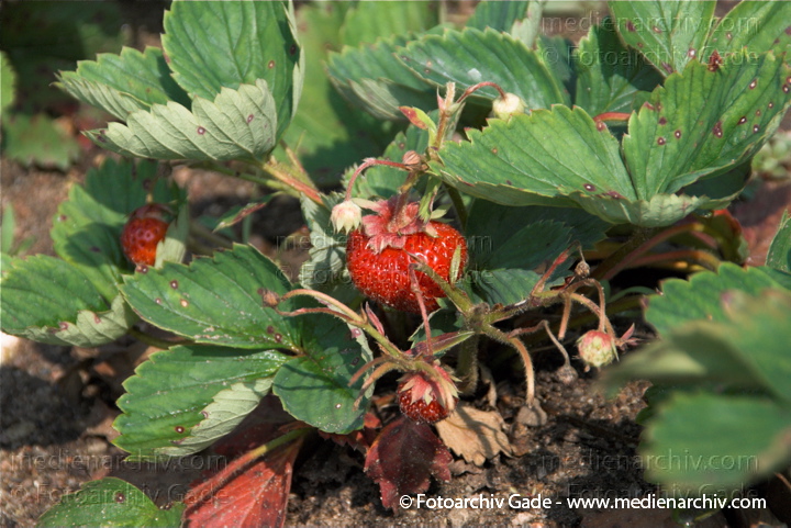Erdbeeren (Fragaria)
Juli. 2010. Mecklenburg-Vorpommern. Carwitz. Flora. Pflanzen. Garten. Erdbeeren. Früchte. Frucht
Schlüsselwörter: 2010;Carwitz;Erdbeeren;Feldberger Seenlandschaft;Flora;Fragaria;Frucht;Früchte;Mecklenburg-Vorpommern;Natur;Obst;Pflanzen;plants
