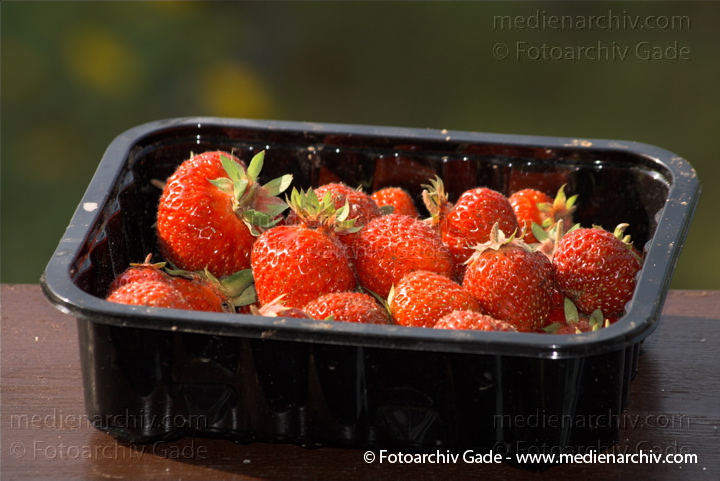 Erdbeeren (Fragaria)
Juli. 2010. Mecklenburg-Vorpommern. Carwitz. Flora. Pflanzen. Garten. Erdbeeren. Früchte. Frucht
Schlüsselwörter: 2010;Carwitz;Erdbeeren;Feldberger Seenlandschaft;Flora;Fragaria;Frucht;Früchte;Mecklenburg-Vorpommern;Natur;Obst;Pflanzen;plants