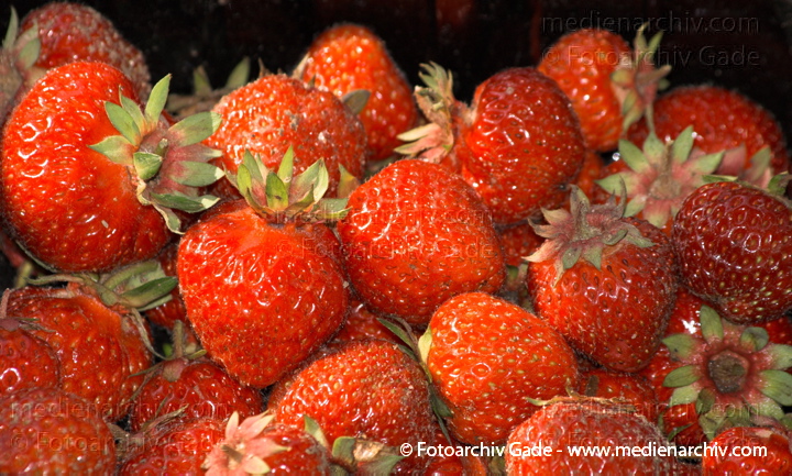Erdbeeren (Fragaria)
Juli. 2010. Mecklenburg-Vorpommern. Carwitz. Flora. Pflanzen. Garten. Erdbeeren. Früchte. Frucht
Schlüsselwörter: 2010;Carwitz;Erdbeeren;Feldberger Seenlandschaft;Flora;Fragaria;Frucht;Früchte;Mecklenburg-Vorpommern;Natur;Obst;Pflanzen;plants