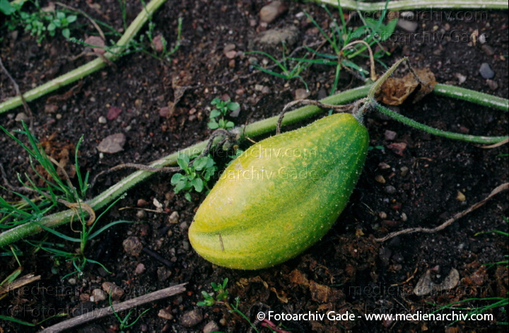 Gurke (Cucumis sativus)
1997.  Mecklenburg-Vorpommern. Flora. Pflanzen. Gemüse. Gurke (Cucumis sativus).   Kürbisgewächse (Cucurbitaceae)
Schlüsselwörter: 1997;Cucumis sativus;Deutschland;Flora;Gemüse;Gurke;Mecklenburg-Vorpommern;Natur;Pflanzen;plants