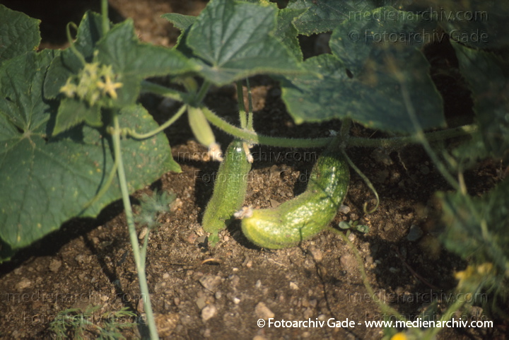 Gurke (Cucumis sativus)
August 1999.  Mecklenburg-Vorpommern. Flora. Pflanzen. Gemüse. Gurke (Cucumis sativus).   Kürbisgewächse (Cucurbitaceae)
Schlüsselwörter: 1999;Cucumis sativus;Deutschland;Flora;Gemüse;Gurke;Mecklenburg-Vorpommern;Natur;Pflanze;Pflanzen;plants