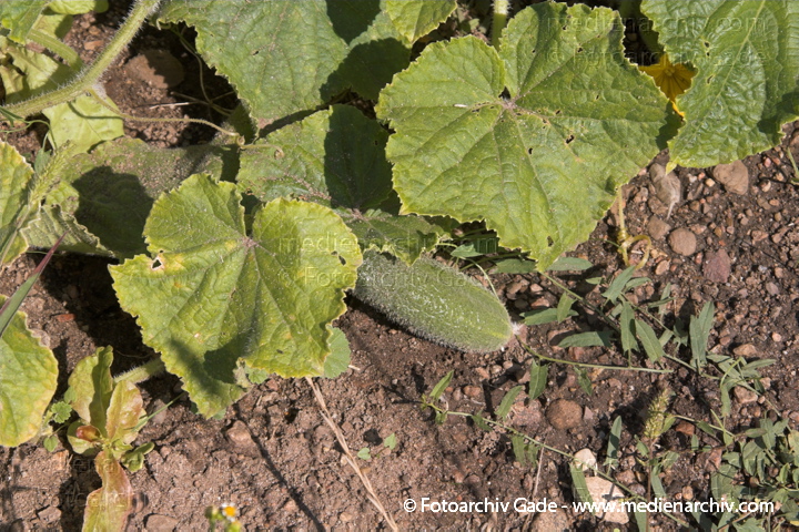 Gurke (Cucumis sativus)
14. 8. 2006. Mecklenburg-Vorpommern. Carwitz. Flora. Pflanzen. Gemüse. Gurke (Cucumis sativus)
Schlüsselwörter: 2006;Beet;Carwitz;Cucumis sativus;Flora;Gemüse;Gurke;Gurken;Mecklenburg-Vorpommern;Natur;Pflanzen;plants