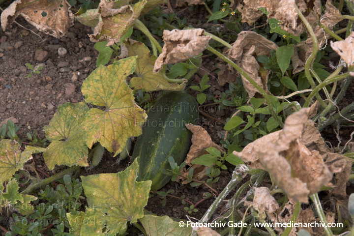 Gurke (Cucumis sativus)
21. 8. 2006. Mecklenburg-Vorpommern. Carwitz. Flora. Pflanzen. Gemüse. Gurke (Cucumis sativus)
Schlüsselwörter: 2006;Beet;Carwitz;Cucumis sativus;Flora;Gemüse;Gurke;Gurken;Mecklenburg-Vorpommern;Natur;Pflanzen;plants Gurke (Cucumis sativus)
21. 8. 2006. Mecklenburg-Vorpommern. Carwitz. Flora. Pflanzen. Gemüse. Gurke (Cucumis sativus)
Schlüsselwörter: 2006;Beet;Carwitz;Cucumis sativus;Flora;Gemüse;Gurke;Gurken;Mecklenburg-Vorpommern;Natur;Pflanzen;plants