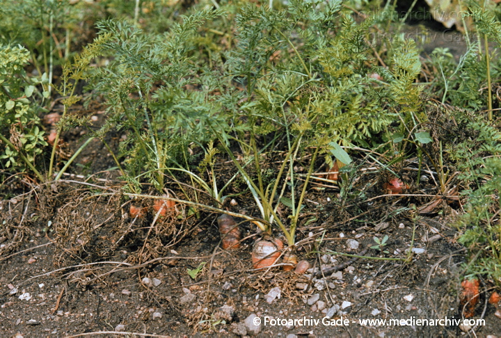 Mohrrübe. Daucus carota ssp. sativus
24. August 2002.  Mecklenburg-Vorpommern. Carwitz. Flora. Pflanzen. Gemüse. Mohrrübe (Daucus carota ssp. sativus).   Doldenblütler (Apiaceae).
Schlüsselwörter: 2002;Deutschland;Flora;Gemüse;Mecklenburg-Vorpommern;Nahrungsmittel;Natur;Pflanze;Pflanzen;plants