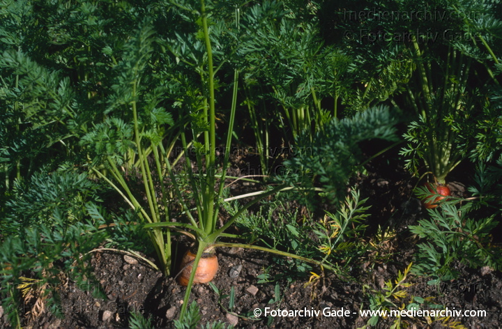 Karotte (Daucus carota subsp. sativus) auch Möhre oder Mohrrübe
1996. Garten. Gemüsebeet. Flora. Pflanzen. Karotte (Daucus carota) auch Möhre. Mohrrübe. Wurzeln
Schlüsselwörter: 1996;Daucus carota;Flora;Garten;Gemüse;Karotte;Mohrrübe;Möhre;Möhren;Natur;Pflanzen;plants;Wurzel;Wurzeln