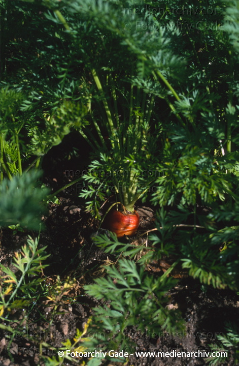 Karotte (Daucus carota subsp. sativus) auch Möhre oder Mohrrübe
1996. Garten. Gemüsebeet. Flora. Pflanzen. Karotte (Daucus carota) auch Möhre. Mohrrübe. Wurzeln
Schlüsselwörter: 1996;Daucus carota;Flora;Garten;Gemüse;Karotte;Mohrrübe;Möhre;Möhren;Natur;Pflanzen;plants;Wurzel;Wurzeln