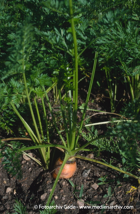 Karotte (Daucus carota subsp. sativus) auch Möhre oder Mohrrübe
1996. Garten. Gemüsebeet. Flora. Pflanzen. Karotte (Daucus carota) auch Möhre. Mohrrübe. Wurzeln
Schlüsselwörter: 1996;Daucus carota;Flora;Garten;Gemüse;Karotte;Mohrrübe;Möhre;Möhren;Natur;Pflanzen;plants;Wurzel;Wurzeln